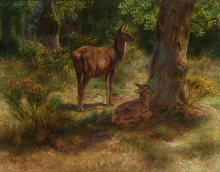 Rådjur och fawn i skogen